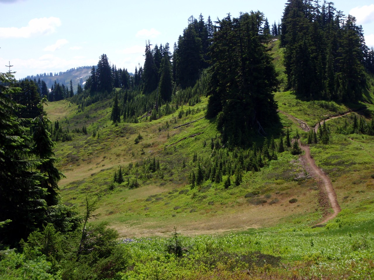 New trail down to Meander Meadow. Old trail followed ridge on S. side before dropping down to meadow.