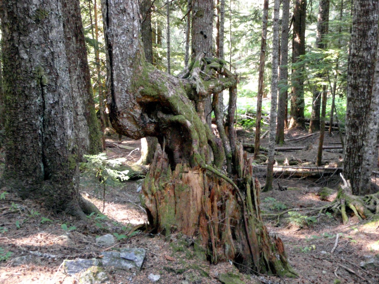Tree growing on rotted stump