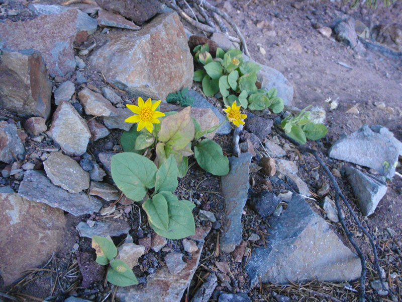 North ridge garden