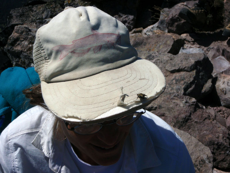 False bee on LiLi&#8217;s hat. It sat there for several minutes