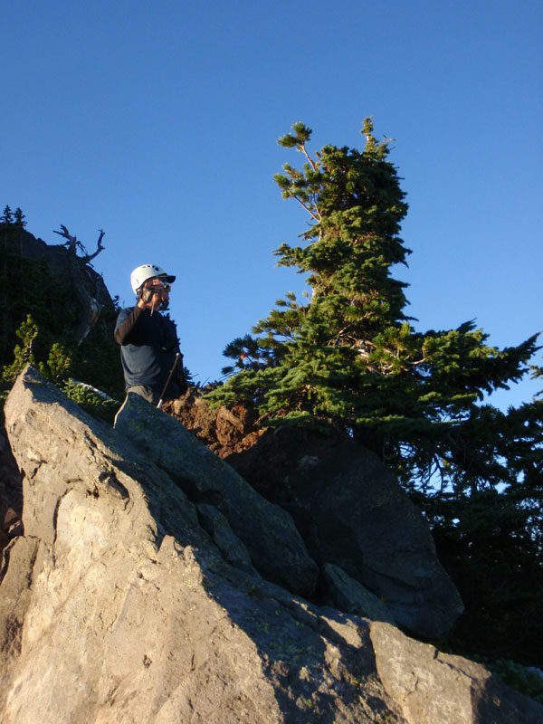 Roy captures intertwined hemlock and pine