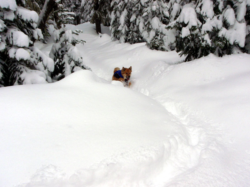 Molly on the PCT in winter