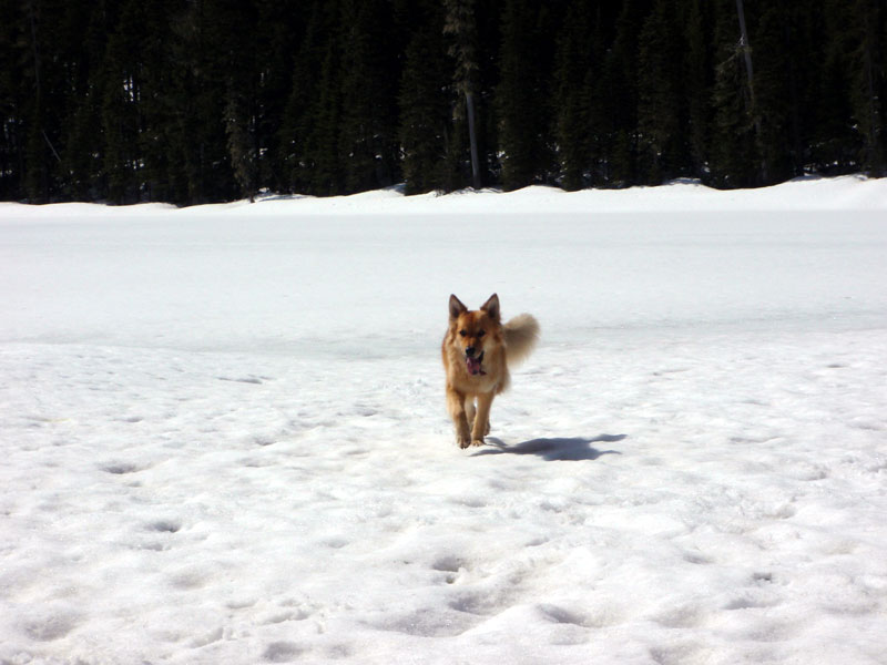 Molly on Midnight Lake