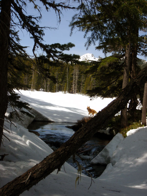 Myran from pond below Yoran Lake