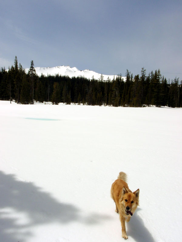 Diamond Peak from Karen Lake