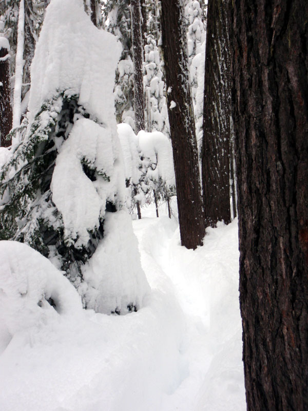 Elk tracks through the woods