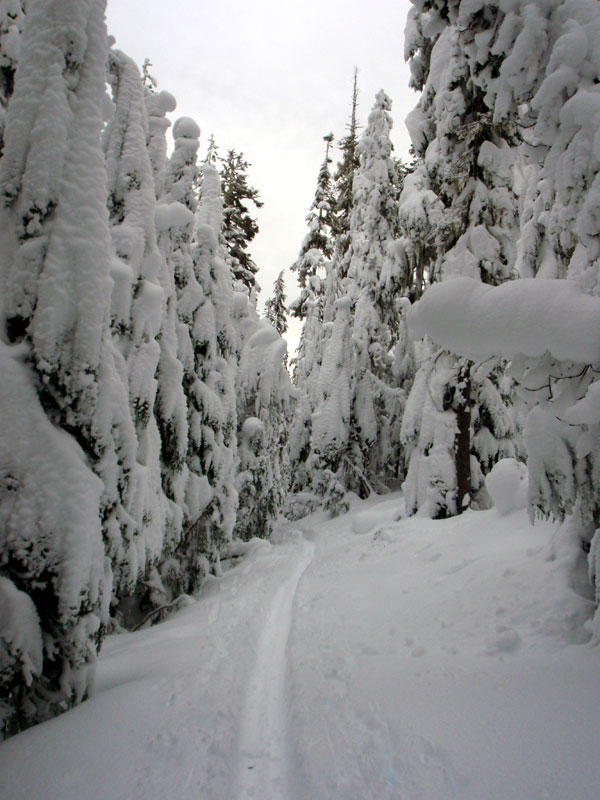 PCT near Pengra Pass