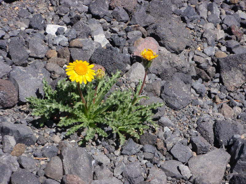 Crinkly flowers