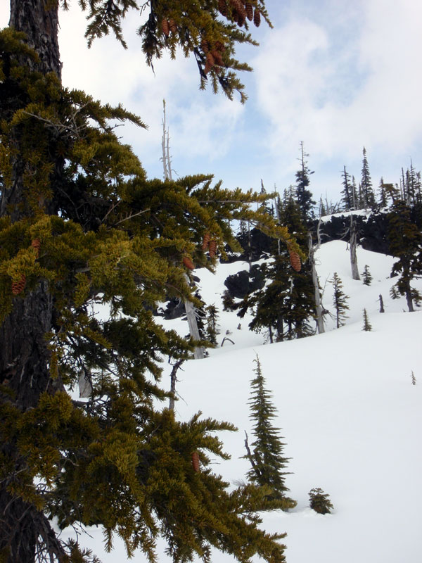 Cones on mountain hemlock