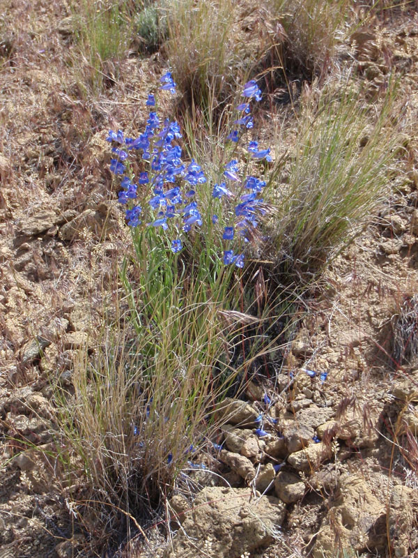 Penstemon