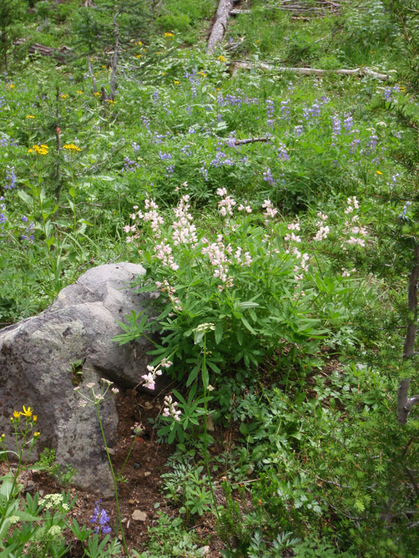 White lupine