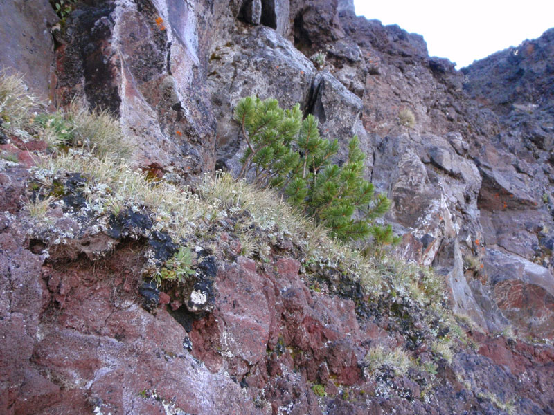 Garden high on the mountain