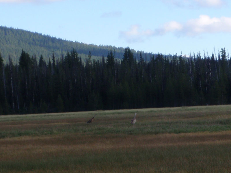 Cranes near Sparks Lake