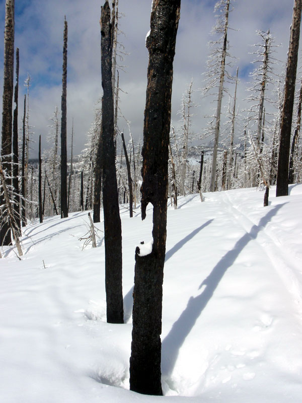 Typical trunk in the burn