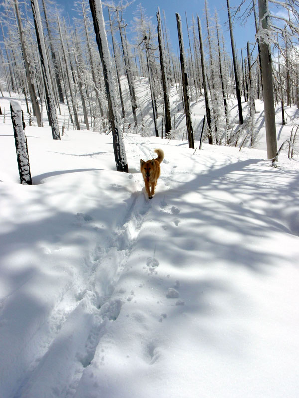 The Mollster on the trail