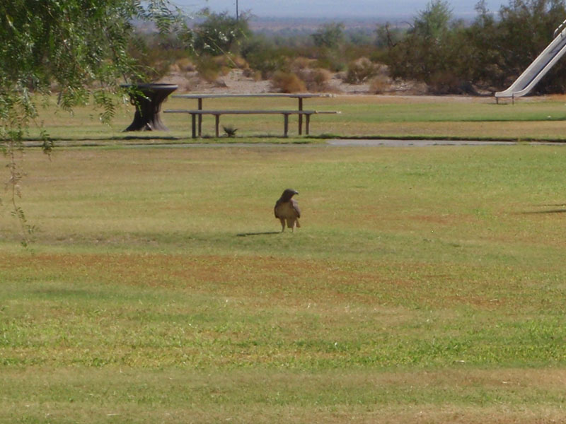 Bird in the park