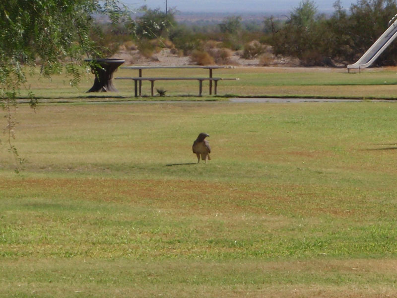 Bird in the park