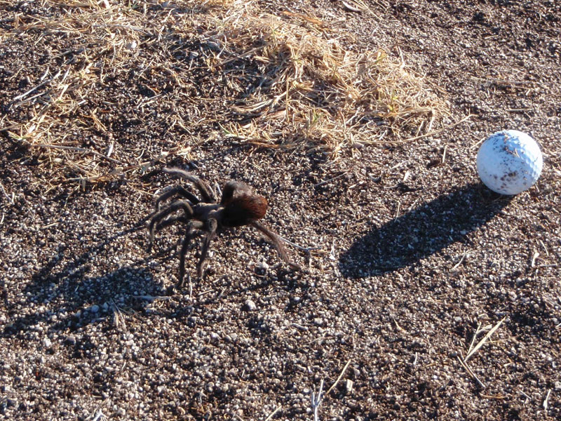 Tarantulas play golf?