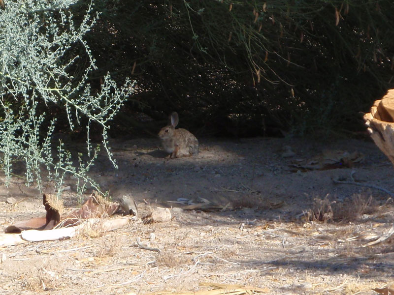 Hiding hare