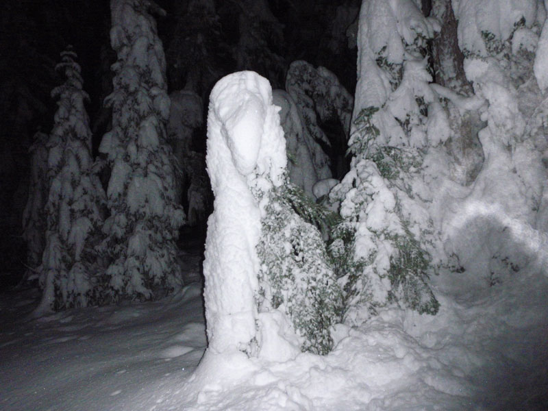 Blobily snow-covered trees