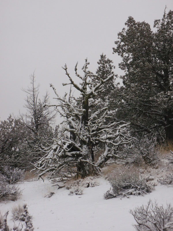 Snag on top of the butte