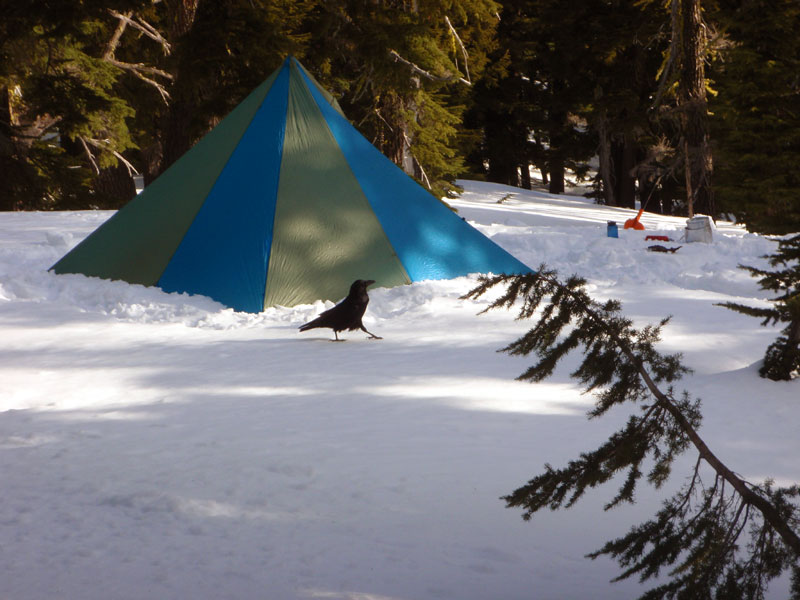 Ravens attack when leaving camp