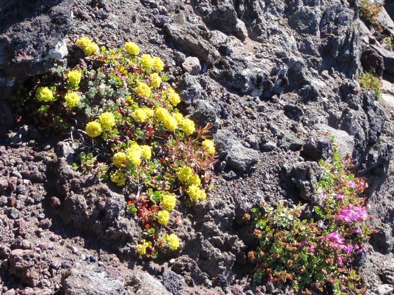 Garden high on the mountain