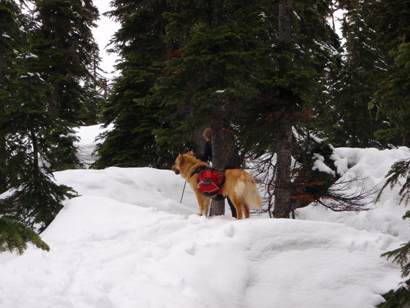 On the snow