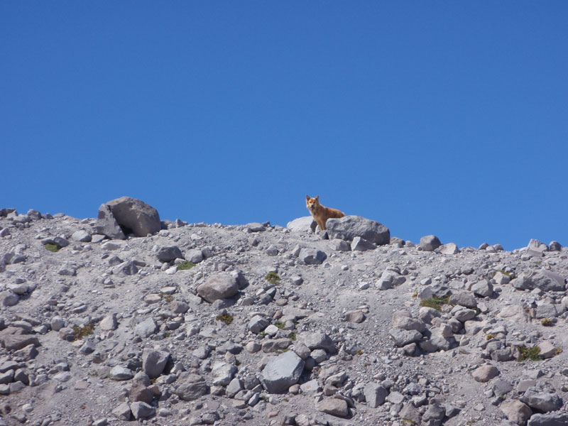 Dog on a moraine