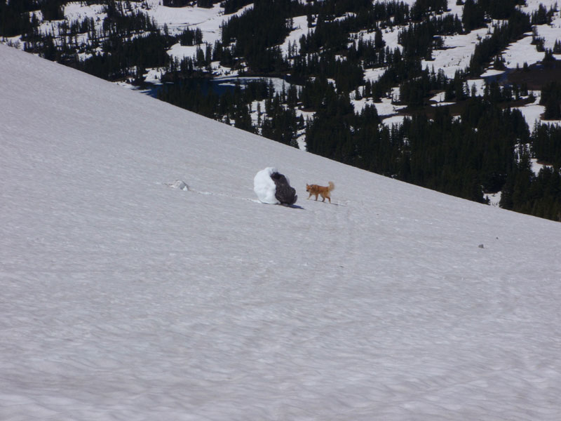 Molly checks out the rockfall