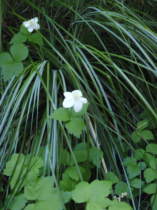 Flower in the woods