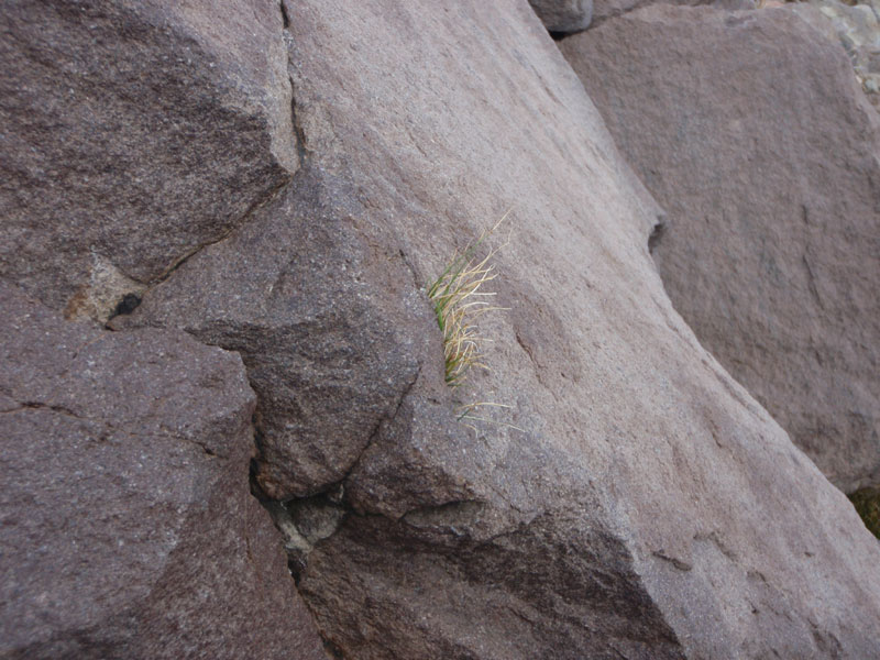 Grass growing out of a crack