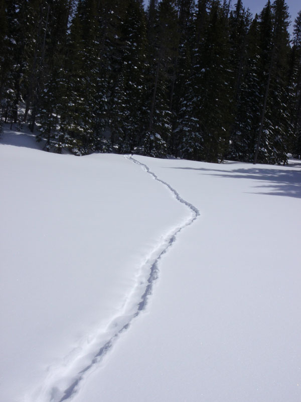 Porcupine tracks on the way to Karen Lake