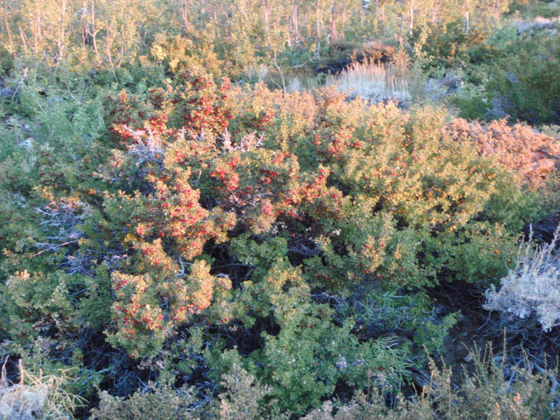 Loaded gooseberry bush&#8212;lots of these along the trail