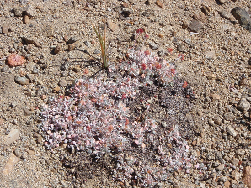 Vegetaion in the Hanging Valley