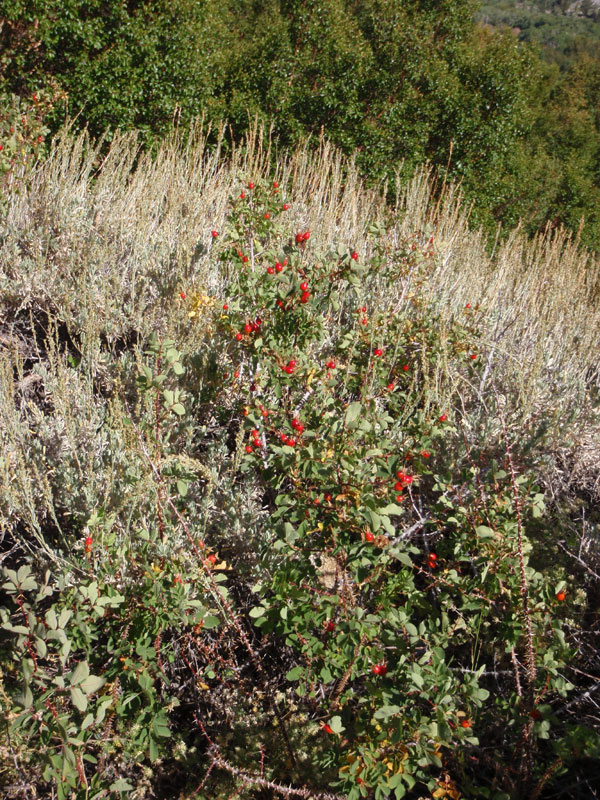 Rose hips