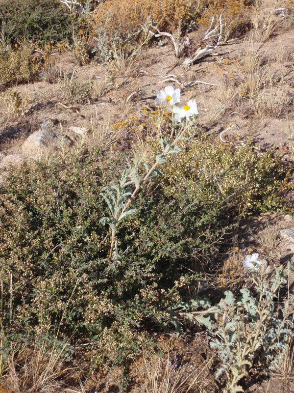 Prickly flower