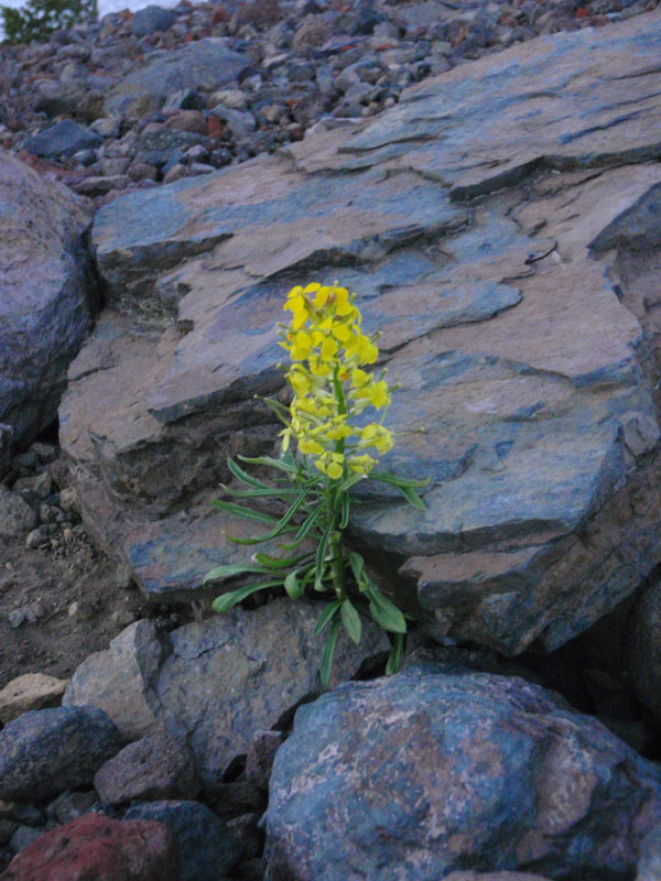 Little yellow flowers