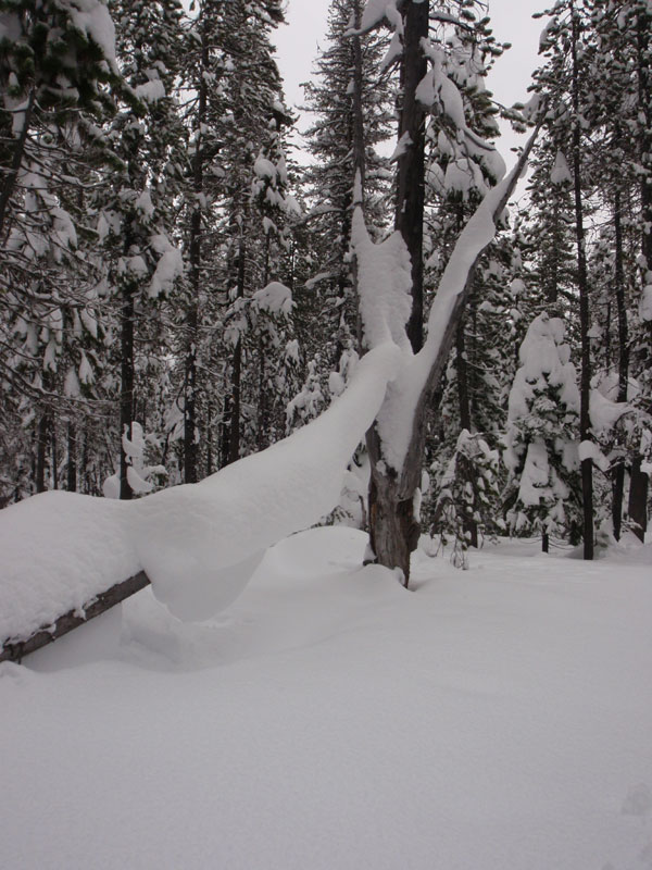 Big snow load on a horizontal snag