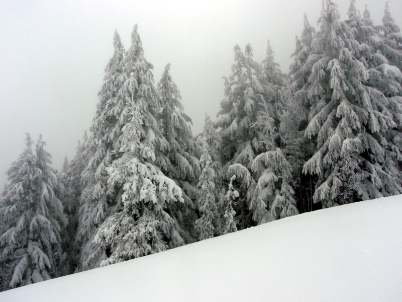 Snowy trees near the top of Redtop