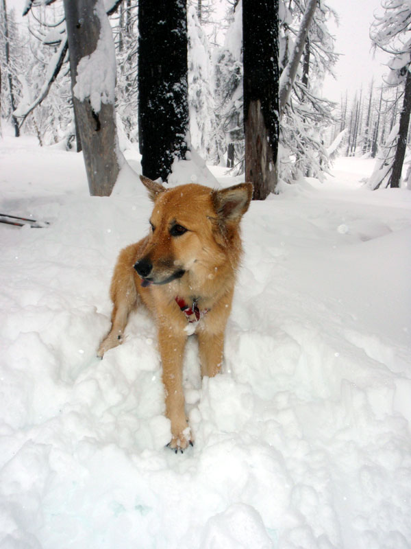 Tasting the snow flakes