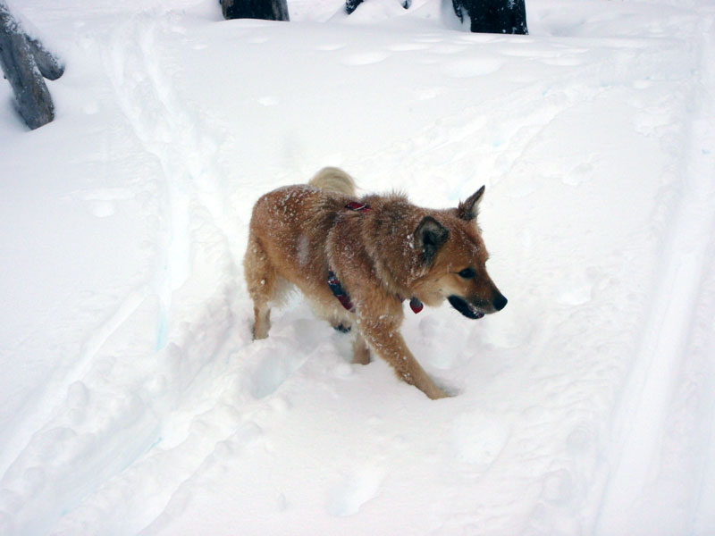 Stalking the snow creatures