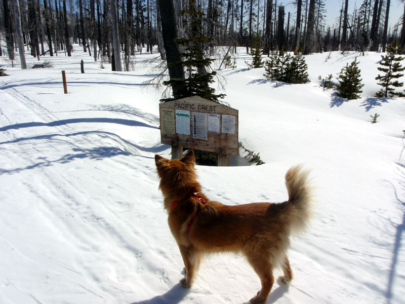 Molly, at the PCT trailhead