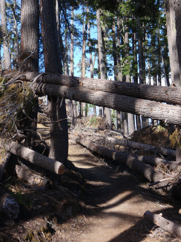 Big blowdown around the wilderness boundary