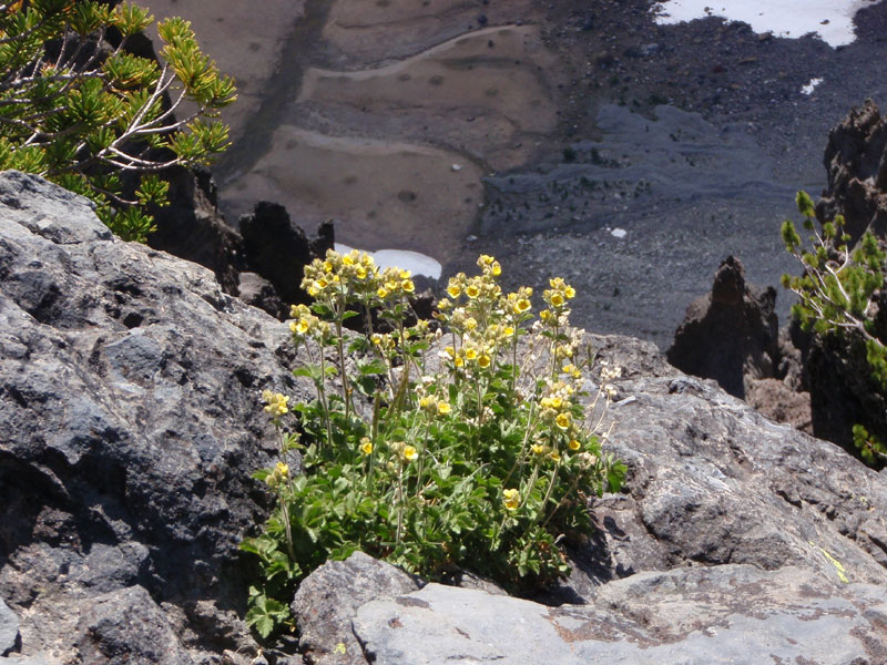 Flowers on the east side