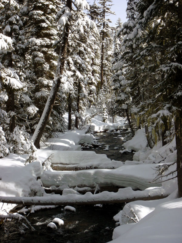 Sunny day along Trapper Creek