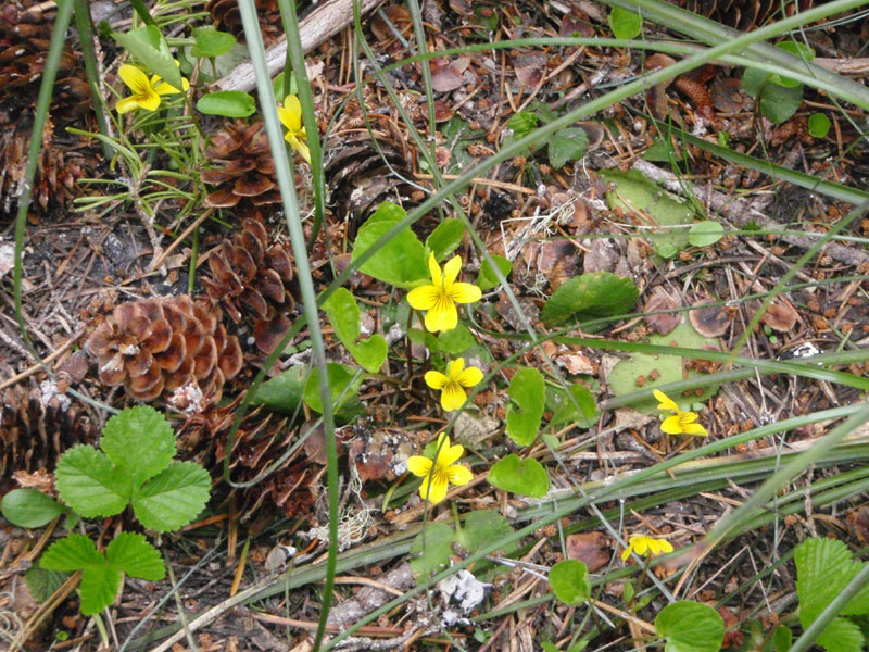 Yellow Violets?