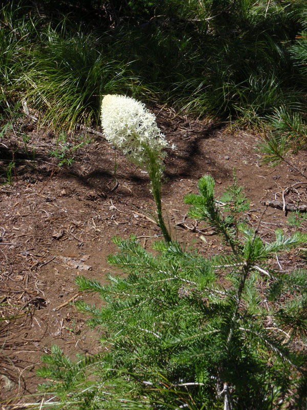 Beargrass