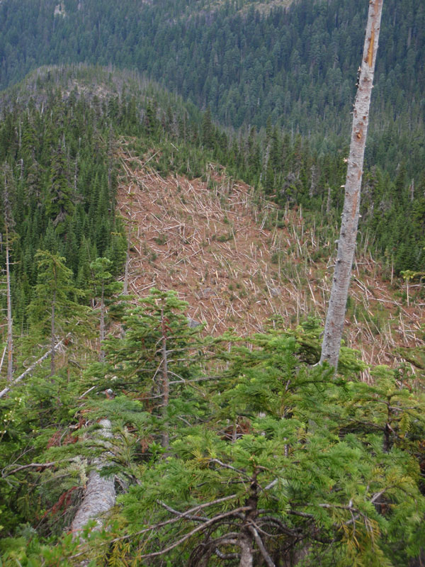 Avalanche runnout south of Russell Creek