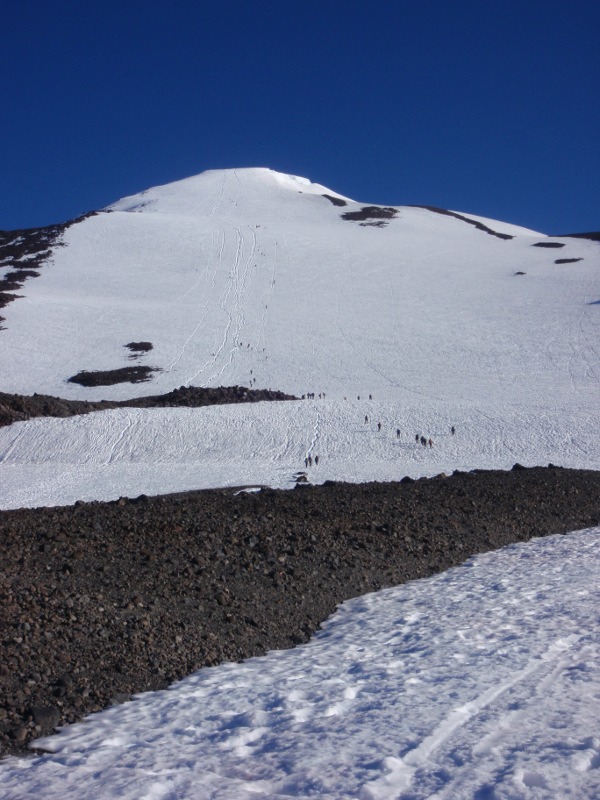 Ants crawling up the side of Adams